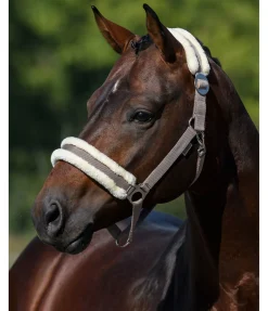 Licol en polaire Teddy à prix cassé III