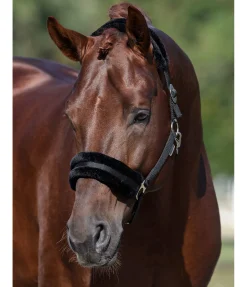 Licol en polaire Teddy à prix cassé III