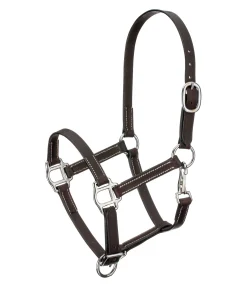 Licol poulain en cuir Classic