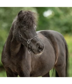 Licol poulain en cuir Classic