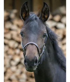 Licol poulain en cuir Classic