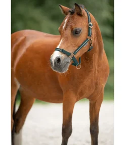 Licol poulain et shetland Shimmering