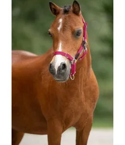 Licol poulain et shetland Katy