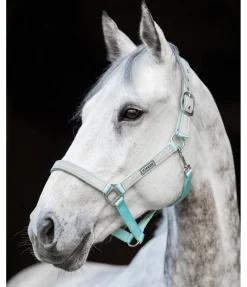 Licol réfléchissant Shiny