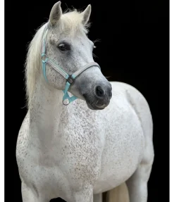 Licol réfléchissant Shiny