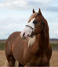 Licol sans noeuds Bonny