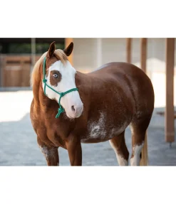 Licol éthologique Bo