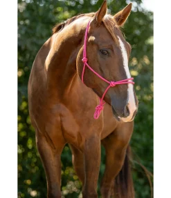 Licol éthologique Bo