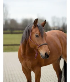 Licol éthologique Cuero