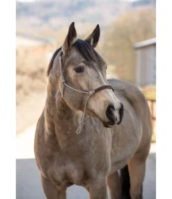 Licol éthologique Cuero