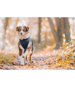 Manteau avec doublure en polaire Teddy pour chien Archie, 160 g