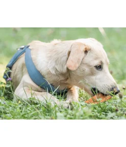Peau de tête de boeuf pour chien