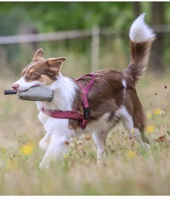 Sac à rapporter pour chien Classic Line