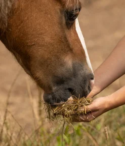 Saveur des prés light